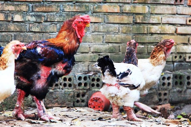 Gà Đông Tảo giá chục triệu cháy hàng ở Sài Gòn